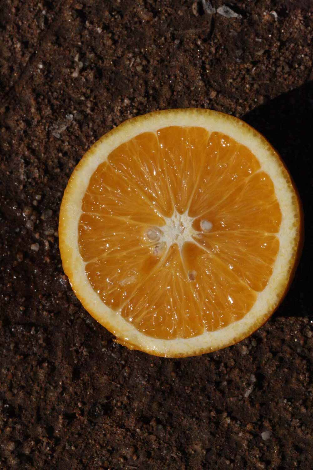              Fruit cross-section (Riverside, CA)       